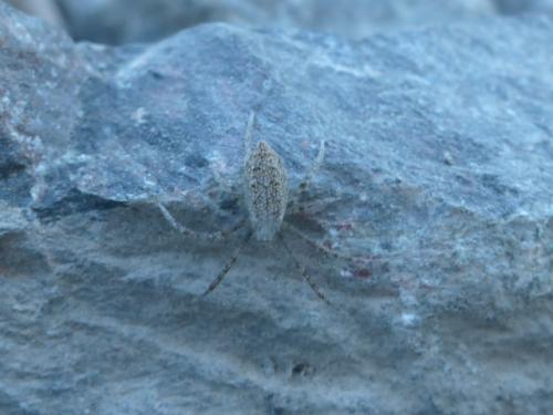 Argiope bruennichi