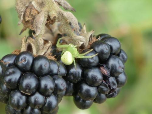 Ebrechtella tricuspidata