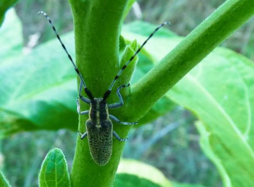 Agapanthia dahli