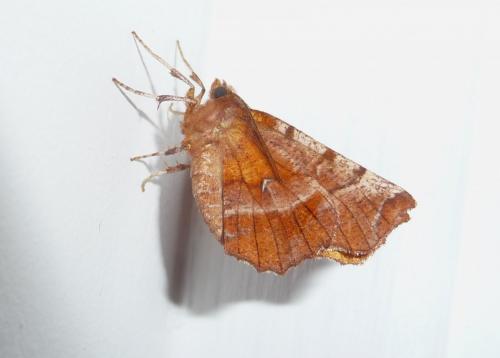 Réf. 151 407 : Selenia dentaria