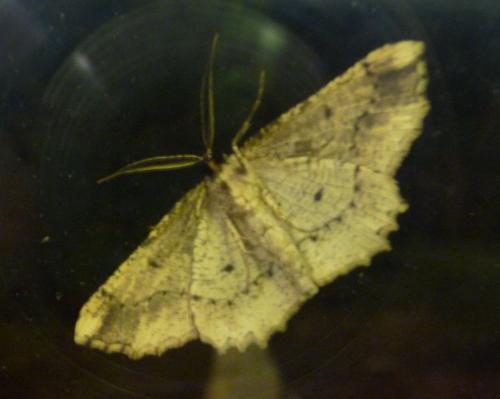 Menophra abruptaria