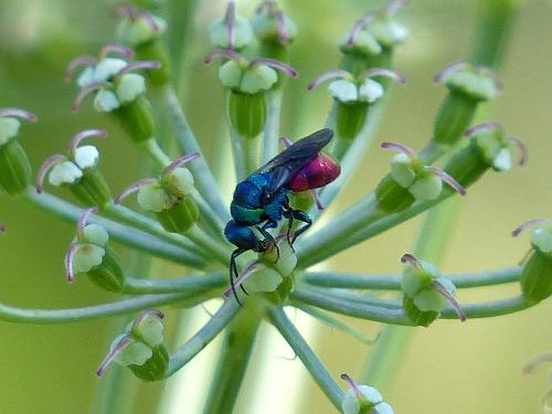 Holopyga sp.