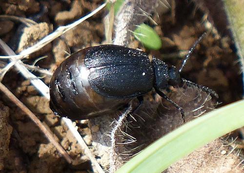 Réf. 151 046 : Galeruca sp.