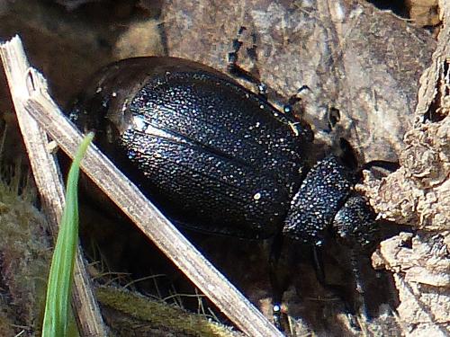 Réf. 151 047 : Galeruca sp.