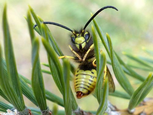 Vespula germanica
