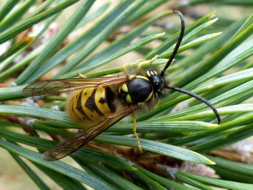 Vespula germanica