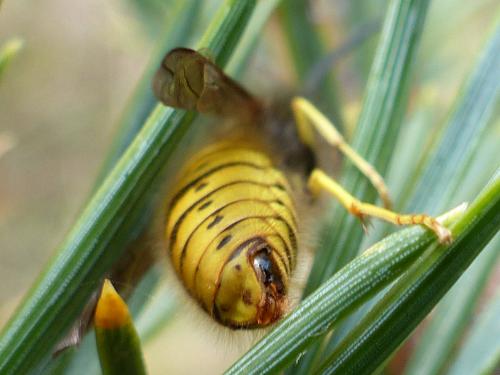 Vespula germanica