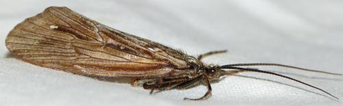 Phryganea sp.