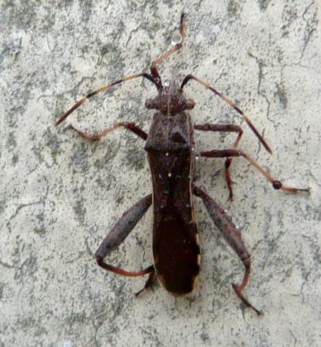 Réf. 151 757 : Camptopus lateralis