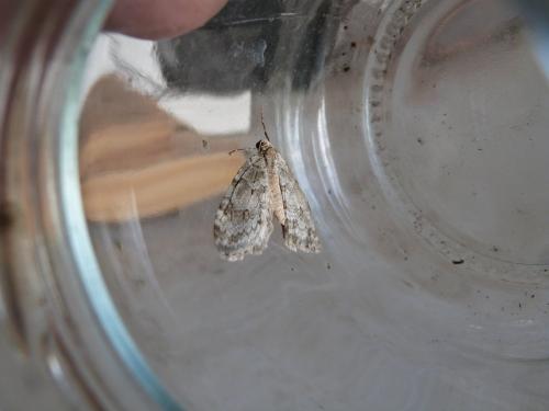 Epirrita sp.