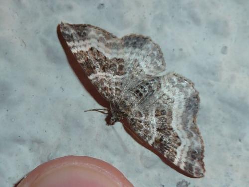 Epirrhoe alternata