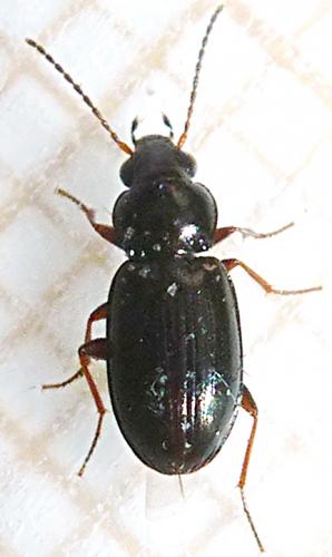 Réf. 151 386 : Bembidion obtusum