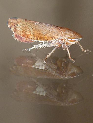 Fieberiella florii