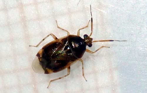 Deraeocoris lutescens