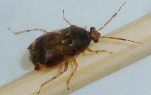 Deraeocoris lutescens