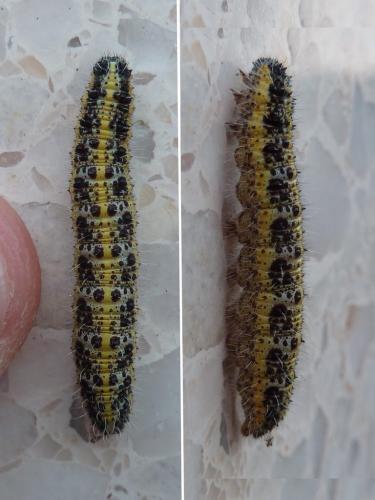 Réf. 151 276 : Pieris brassicae