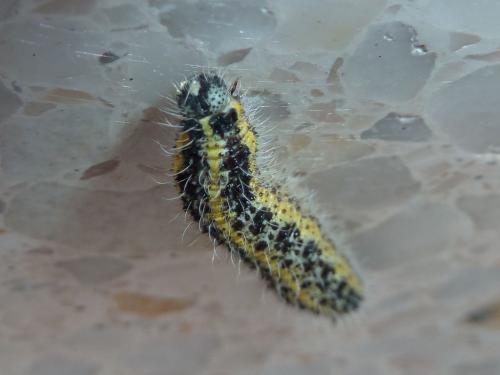 Réf. 151 277 : Pieris brassicae