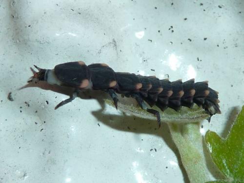 Lampyris noctiluca