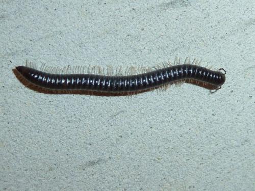 Réf. 151 575 : Tachypodoiulus niger