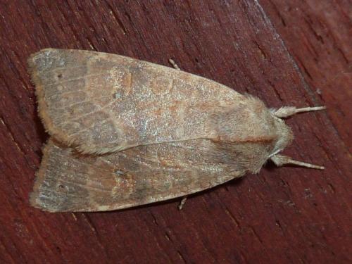 Réf. 151 875 : Xanthia ocellaris