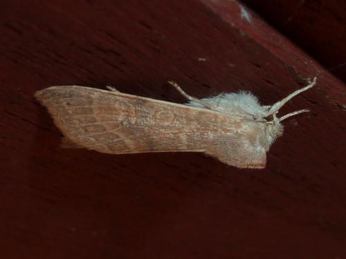 Réf. 151 876 : Xanthia ocellaris
