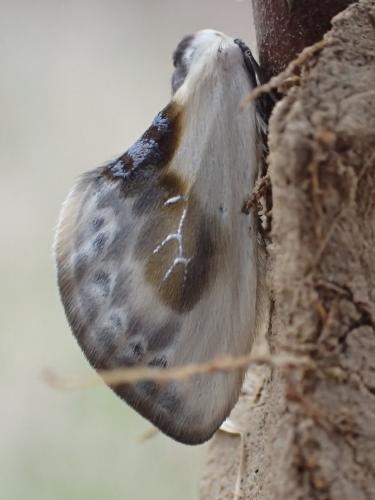 Réf. 151 832 : Cilix glaucata