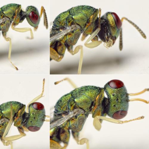 Mesopolobus sericeus