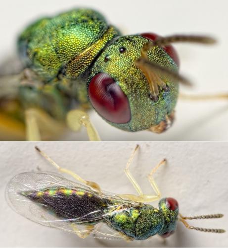 Mesopolobus sericeus