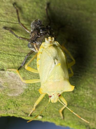 Pentatoma rufipes