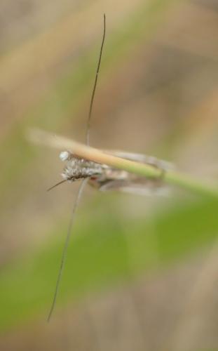 Réf. 151 474 : Pleurota aristella