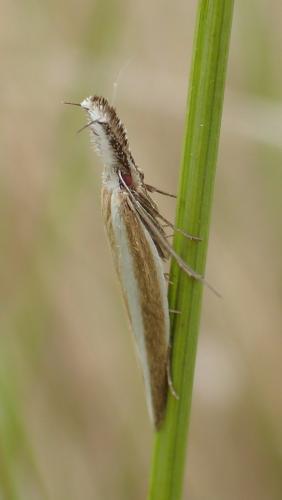 Réf. 151 473 : Pleurota aristella