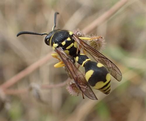 Eumenes sp.