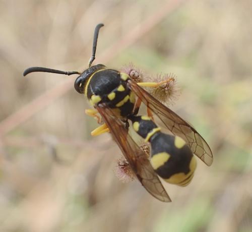 Eumenes sp.
