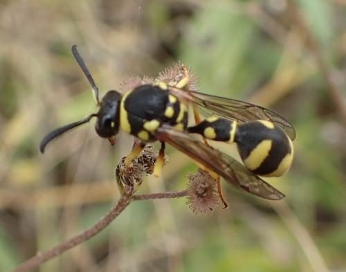 Eumenes sp.