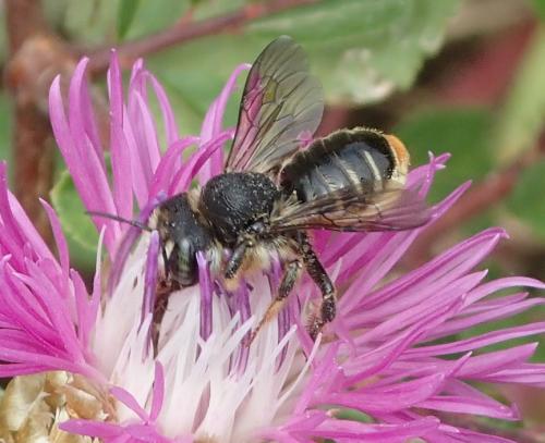 Lithurgus chrysurus