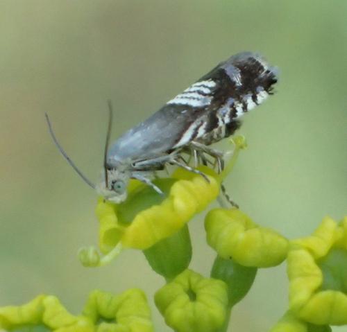Réf. 151 289 : Grapholita compositella