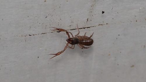 Chthonius ischnocheles