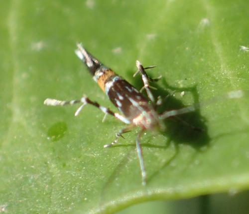 Réf. 151 471 : Cosmopterix pulchrimella
