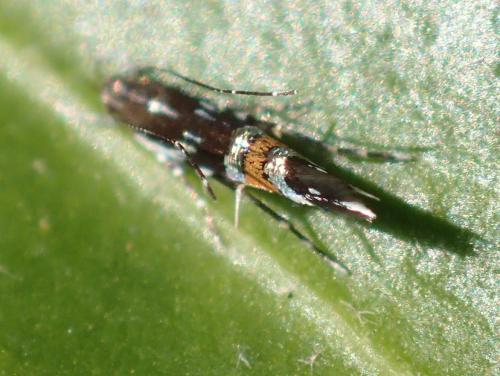 Réf. 151 505 : Cosmopterix pulchrimella
