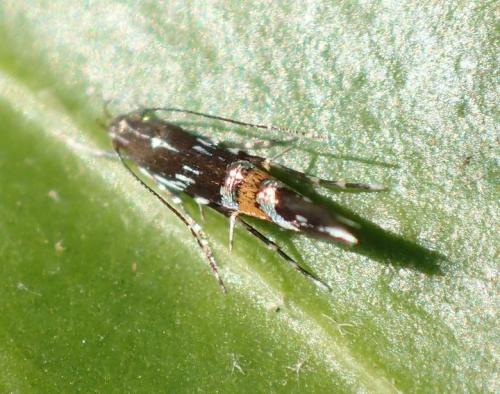 Réf. 151 470 : Cosmopterix pulchrimella