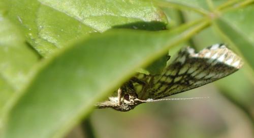 Réf. 151 969 : Scopula tessellaria