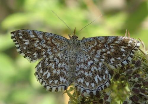 Réf. 151 968 : Scopula tessellaria