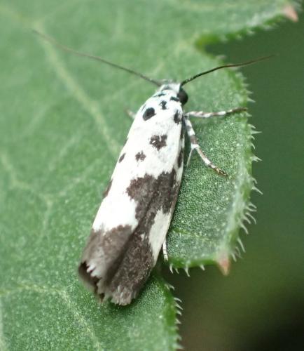 Ethmia quadrillella