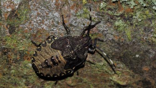 Réf. 151 618 : Rhaphigaster nebulosa
