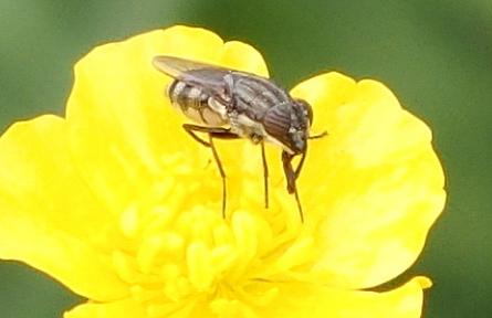 Stomorhina lunata
