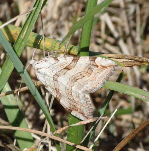 Aplocera sp.