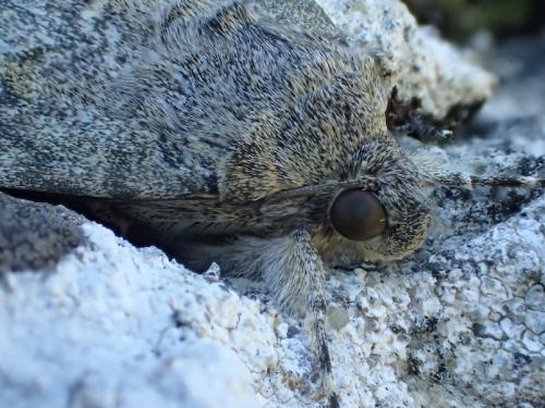 Réf. 151 201 : Catocala elocata