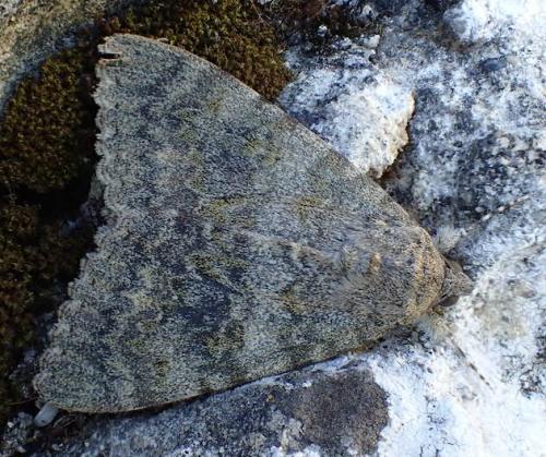 Réf. 151 200 : Catocala elocata