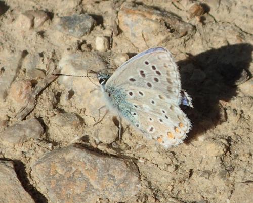 Polyommatus bellargus