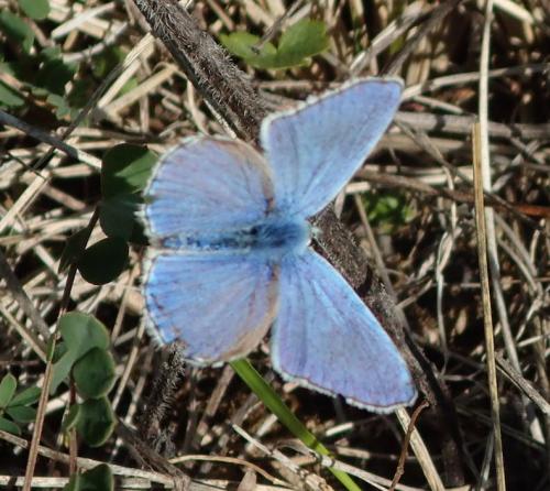 Polyommatus bellargus